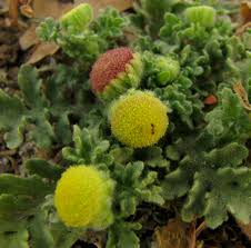 Image result for Grangea anthemoides