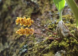 Image result for Bulbophyllum fuscum
