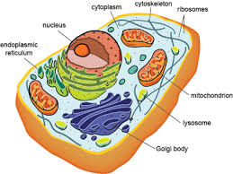 Maybe you would like to learn more about one of these? Download Plant Cells Dna Found In Eukaryotic Cells Png Image With No Background Pngkey Com