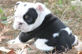 Black And White Bulldog Mix English Bulldog Puppy Bulldog Puppies English Bulldog Puppies Bulldog