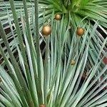 Image result for Syngonanthus wahlbergii