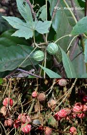 Image result for Diplocyclos