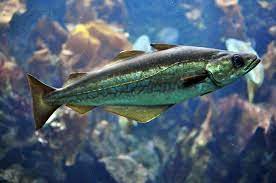 Pollock are a member of the cod family but are distinguishable by their speckled coloring, which helps them blend in with the seafloors. Pollock Definition And Synonyms Of Pollock In The English Dictionary