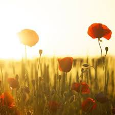 Nicole (Thomas) Crépeau (1931-2025)