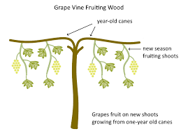 Image result for pruning grapes on a pergola