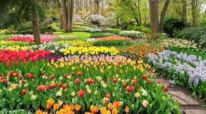 Searching for flowers and not tulip finds everything which contains the. Spring In Holland Keukenhof Tulip Fields Bedandbreakfast Eu