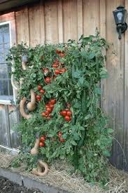 vertical tomato gardening