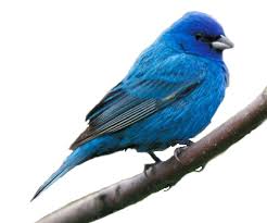 May The Bird Of Paradise Fly Up Your Nose Ray Stevens Pin By Sarah Bice On Bird Photos Birds Blue Bunting Beautiful Birds