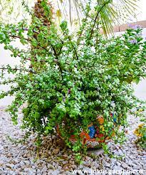 Repotting Portulacaria Afra Elephant Bush A Beautiful Hanging Succulent Plants Hanging Succulents Bush Plant