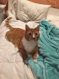 Ribs, spine, and pelvis are easily felt. I Lost My Kitty Chance To A Brain Tumor Today He Was My First Pet And I Want Everyone To Know That He Was A Good Cat Cats
