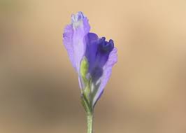 Image result for Burmannia