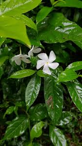 Image result for Tabernaemontana eglandulosa