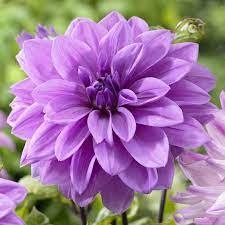 Dahlia Lilac Time Bulb Flowers Flower Farmer Flowers