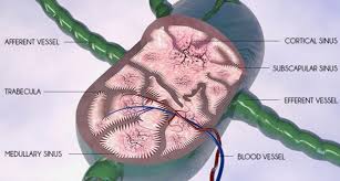 Know the types, symptoms, causes, treatment. What Causes Swollen Inguinal Lymph Nodes In Females Signs Along With Symptoms