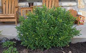 The double milky white blooms of the frost proof gardenia are very fragrant. Frost Proof Gardenia 3 Gallon Shrub Shrubs Fragrant Scented Gardener Direct