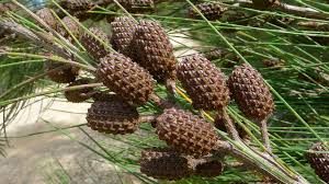Image result for Casuarina littoralis