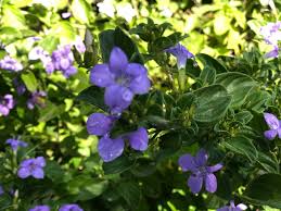 Image result for Barleria setosa