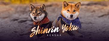 However, work permits are generally only granted in instances where the employer can prove that doing so would be beneficial to kenya and the position cannot be filled by any suitable. Shinrin Yoku Kensha Home Facebook