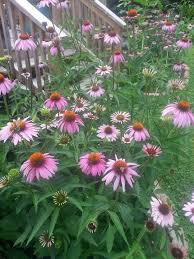 Flowers In The Garden Which Are Cone Flowers That Come Back Thicker Every Year And Butterflies Love Them Flowers Summer Garden Garden