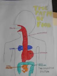 Jul 23, 2021 · the brain is one of the most fun parts of the body to draw. Digestive System Art Lesson Zerothrufive