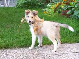 Shelties Short Hair Google Search Sheltie Animals Weather Underground