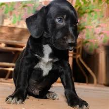 German shorthaired pointer lab mix puppies. G E R M A N S H O R T H A I R E D P O I N T E R L A B M I X
