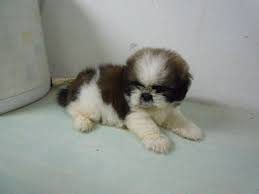 Shih Tzu Rescue Adoption Quality Pure Breed Shih Tzu For Sale Sold For Sale Adoption From Kuala Shih Tzu For Sale Shih Tzu Shih Tzu Rescue