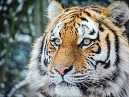 Koop je entreebewijs voor dierenpark amersfoort online, dan hoef je niet in de rij te staan. Wie Komme Ich Zu Dierenpark Amersfoort In Amersfoort Mit Dem Bus Oder Der Bahn Moovit