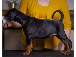 Searching summary for doberman puppies for sale greensboro nc. Doberman Pinscher Puppies For Sale Dogs For Sale In Aurora Co Colorado