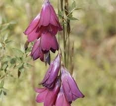Image result for Dierama formosum
