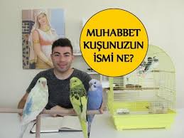 Muhabbet Kusu Isimleri Youtube