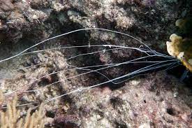 Represented in aquaria by spaghetti and hair worms, respectively. The Spaghetti Worm Whats That Fish