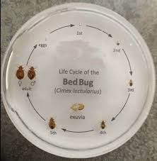 Bed bugs are being found from the east to the west coast and everywhere in between. Home Page 120 Pest