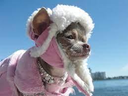 What Clothes Should I Get My Chihuahua For Cold Weather