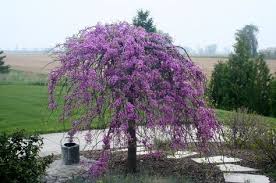 In japan, the sakura, or cherry tree, is an idealized plant, because its blossom causes people to reflect. 16 Umbrella Shaped Trees Ideas Weeping Trees Plants Flowering Trees
