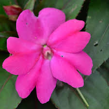Image result for Impatiens gesneroidea