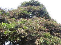 Image result for Dialium