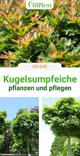 Kugelsumpfeiche Kugelbaum Mit Prachtiger Herbstfarbung Garten Pflanzen Vorgarten Pflanzen Baume Garten