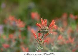 Image result for Dicliptera sericea