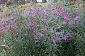 Image result for Vernonia schlechteri
