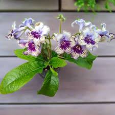 Image result for Streptocarpus erubescens