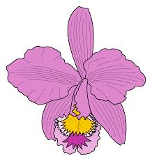 Image result for Platycoryne pervillei