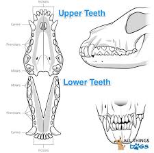 Chihuahua Teeth Diagram Catalogue Of Schemas