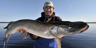 Usually, when trolling with crankbaits, pike and muskie are lip. Northern Pike Like You Ve Never Understood Them Before Outdoor Canada
