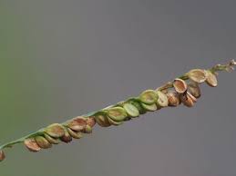 Image result for Paspalum plicatulum