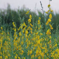 Image result for Crotalaria comosa