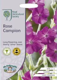 Silene uniflora is a herbaceous perennial plant, similar in appearance to the bladder campion (silene vulgaris) but with flowers generally solitary. Lychnis Rose Campion Seeds Irish Plants Direct