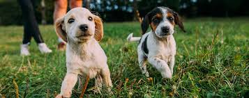 When can puppies go outside in the garden. When Can My Puppy Go Outside Figtree Veterinary Clinic