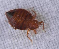 Before calling a professional to exterminate pests or do it yourself, it's important to determine what type of pests are in your crawl space. Guard Pest Control Effective Pest Management In Snohomish Wa