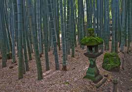 The bamboo forest was cool to me because of the sounds it makes in the wind. Datei Hokokuji Bamboo Forest Kamakura Jpg Reisefuhrer Auf Wikivoyage